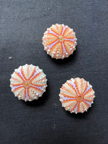Coquillage oursin - coquillage,