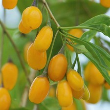 Lycium barbarum 'Amber Sweet Goji' - Lyciet de Barbarie jaune