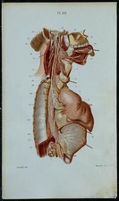 1852 - Planche anatomie Neurologie : Nerf vestibulocochléaire - Médecine