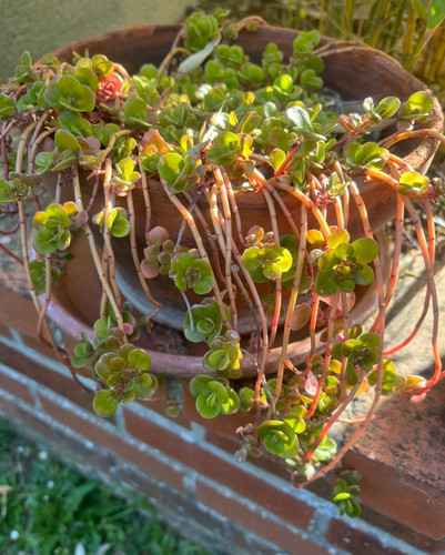 Lot boutures sedum - boutures, makinoi