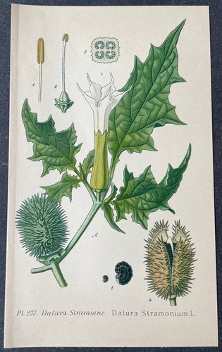 Botanique datura stramoine - botanique,