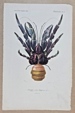 Gravure colorée crustacé - gravure,
