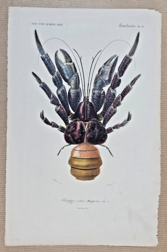 Gravure colorée crustacé - gravure,