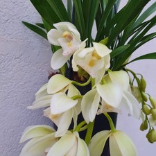 cymbidium ice cascade
