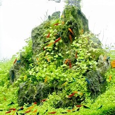 Hydrocotyle tripartita – Plante aquarium/terrarium gazonnante facile