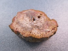 Madagascar Petrified Wood