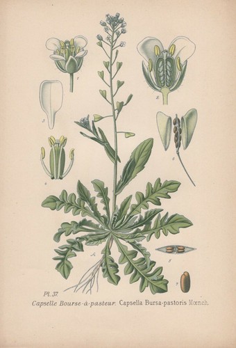 Hirtentäschel capsella - hirtentäschel, (capsella