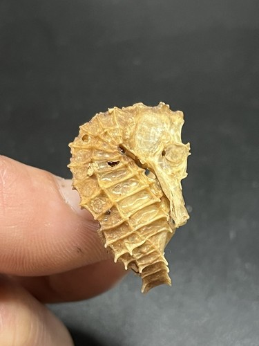 3 cm nice natural - /,