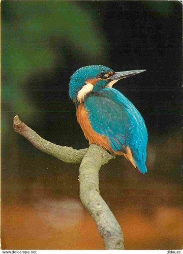 Carte postale animaux - carte,