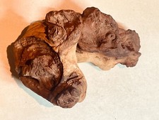 EXCEPTIONNELLE racine