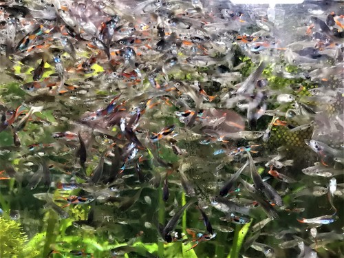 Poecilia endler mixte guppy - mixte,