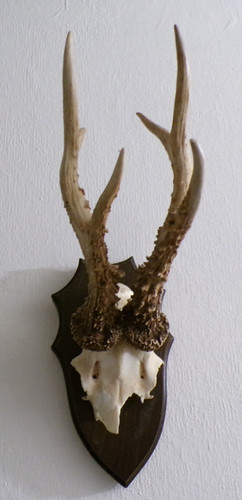 Superbe trophee chasse - superbe,