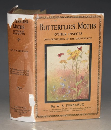 Furneaux butterflies moths - butterflies,