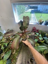 Nepenthes Peltata X Truncata Red Flush