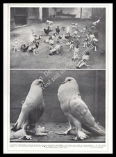 1927 Colombophilie Pigeon