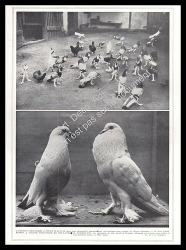 1927 colombophilie pigeon - 1927,