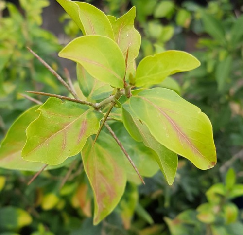 Dovyalis caffra - , (de