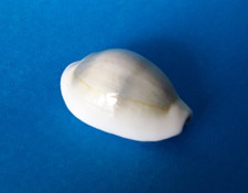 Cypraea Moneta Icterina  33,4 mm f+++ Madagascar " Grand et superbe spécimen "