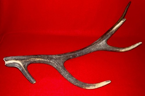 Bois cerf ancien - cerf,
