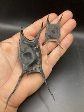 Nice Natural Ray eggs, oeufs