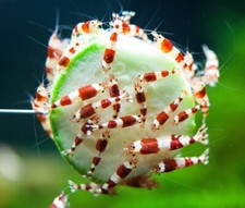 CREVETTE CRYSTAL RED PRL CRS CARIDINA rouge et blanche lot de 10