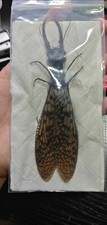 CORYDALIDAE - Acanthacorydalis fruhstorferi - CHINA - Giant Dobson Fly A1 154mm!