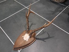 Trophée de chevreuil de