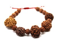Rudraksha 2 3 4 5 6 Mukhi
