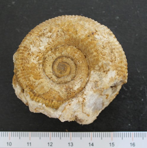 Ammonite fossile bajocien - fossile,