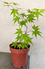 Erable du Japon - Acer