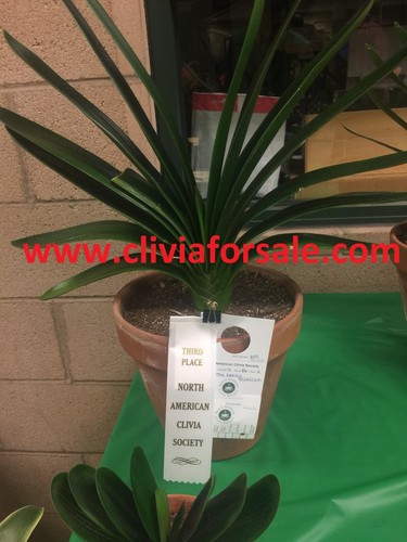 The great technician - clivia, (