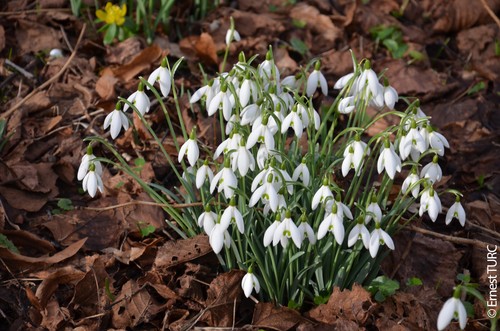 Galanthus nivalis