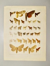 CHROMOLITHOGRAPHIE ORIGINALE