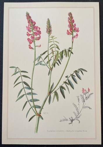 Botanique sainfoin cultivé - sainfoin,