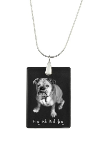 Bulldog anglais bouledogue - anglais,