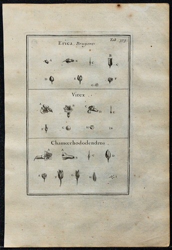 1719 bruyère gattilier - -,