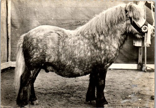 Cheval poney shetland - cheval, cpsm