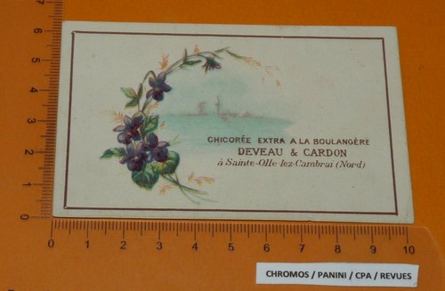Chromo 1900 1910 chicoree - chicoree, a