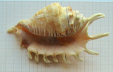 Lambis 10  cm Collection