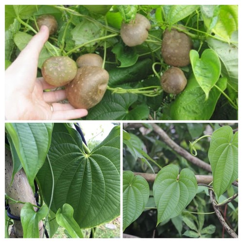 Dioscorea assortiment yam - assortiment,