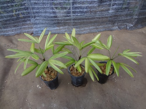 Rhapis excelsa aya nishiki - rhapis, 'aya