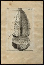 1719 - Coupe de l'Ananas