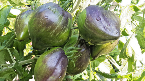 Graines tomate très - de,