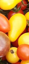 50 Graines de Tomates Cerises Poires Jaunes