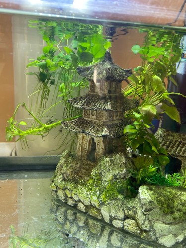 Plante aquarium - plante,