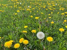 1500 Graines de PISSENLIT non traitées sauvage Taraxacum Officinale / Jardin BIO