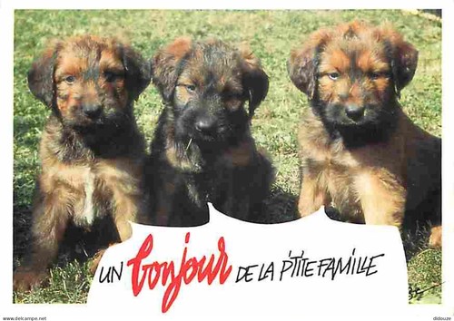 Carte postale animaux - -,