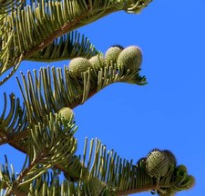 Araucaria heterophylla 50-80cm