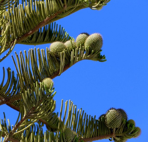 Araucaria heterophylla 80cm - araucaria, 50-80cm