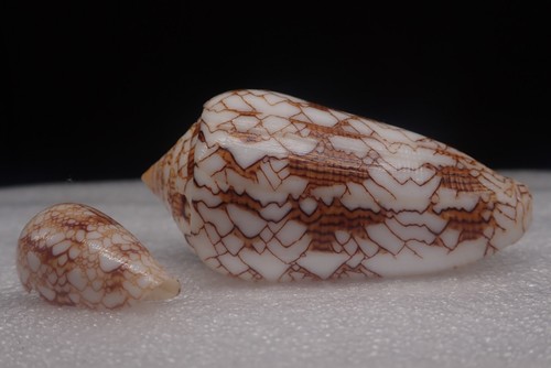 Sea shells conus - sea,